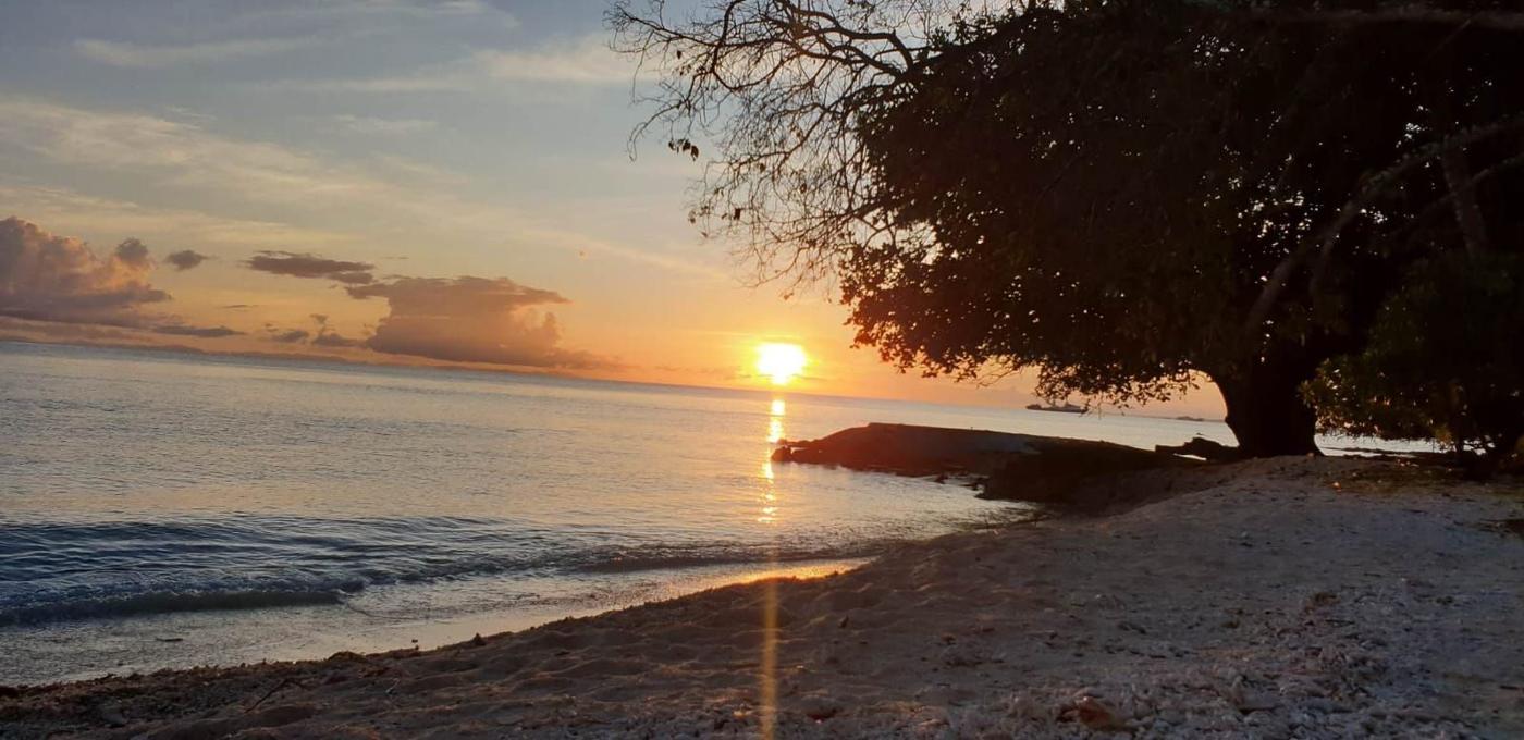 Sunset over a calm Pacific shoreline with a large tree in silhouette